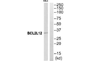 Western blot analysis of extracts from CoLo cells, using BCL2L12 antibody. (BCL2L12 抗体  (Internal Region))