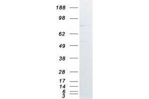 Western Blotting (WB) image for Chromosome 9 Open Reading Frame 3 (C9orf3) protein (Myc-DYKDDDDK Tag) (ABIN2714663)
