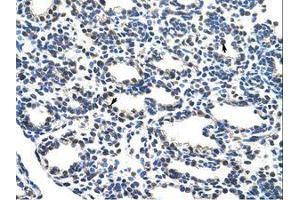 Image no. 1 for anti-Nuclear Respiratory Factor 1 (NRF1) (AA 429-478) antibody (ABIN203328) (NRF1 抗体  (AA 429-478))