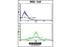 Flow cytometric analysis of widr cells using CCHCR1 Antibody (bottom histogram) compared to a negative control cell (top histogram). (CCHCR1 抗体  (AA 599-627))