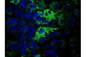 Anti-HIBCH mouse monoclonal antibody (ABIN2453128) immunofluorescent staining of COS7 cells transiently transfected by pCMV6-ENTRY HIBCH (RC209814). (HIBCH 抗体)
