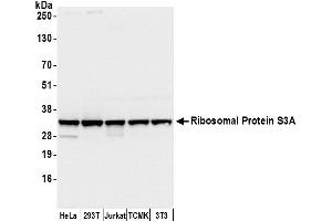 Western Blotting (WB) image for anti-Ribosomal Protein S3A (RPS3A) (AA 214-264) antibody (ABIN7455061)