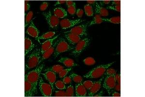 Confocal immunofluorescence image of HeLa cells using Galectin-1 Monospecific Mouse Monoclonal Antibody (GAL1/1831).