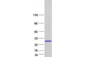 Western Blotting (WB) image for CKLF-Like MARVEL Transmembrane Domain Containing 4 (CMTM4) (Transcript Variant 2) protein (Myc-DYKDDDDK Tag) (ABIN2712900)