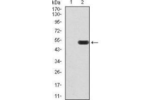 Western blot analysis using ATF3 mAb against HEK293 (1) and ATF3 (AA: 1-181)-hIgGFc transfected HEK293 (2) cell lysate. (ATF3 抗体  (AA 1-181))