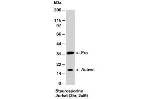 Western blot testing of staurosporine-treated Jurkat cells (2 hr, 2 uM) with Caspase-3 antibody at 2ug/ml. (Caspase 3 抗体)