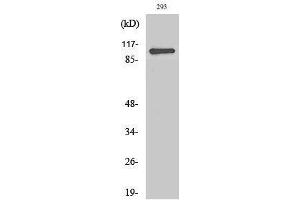 Western Blotting (WB) image for anti-Zinc Finger CCCH-Type Containing 7B (ZC3H7B) (C-Term) antibody (ABIN3180870) (ZC3H7B 抗体  (C-Term))