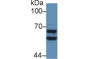 Western Blot; Sample: Mouse Liver lysate; Primary Ab: 5µg/ml Rabbit Anti-Rat a2PI Antibody Second Ab: 0. (alpha 2 Antiplasmin 抗体  (AA 348-491))