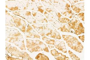 AMELX Antibody at 1/100 staining Mouse muscle tissue by IHC-P. (AMELX 抗体  (Internal Region))