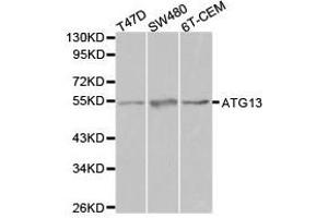 Western Blotting (WB) image for anti-Autophagy Related 13 (ATG13) antibody (ABIN1871135) (ATG13 抗体)