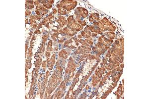 Immunohistochemistry of paraffin-embedded mouse stomach using BCL2L14/BCL2L14/BCLG Rabbit mAb (ABIN7265865) at dilution of 1:100 (40x lens). (BCL2L14 抗体)