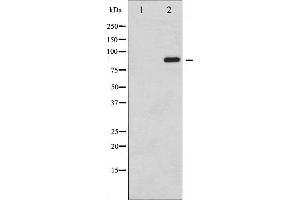 Western blot analysis of STAT6 phosphorylation expression in IL-4 treated HeLa whole cell lysates,The lane on the left is treated with the antigen-specific peptide. (STAT6 抗体  (pTyr641))