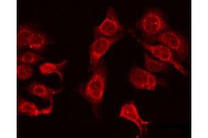 Immunofluorescence (fixed cells) (IF/ICC) image for anti-Olfactory Receptor, Family 4, Subfamily N, Member 4 (OR4N4) antibody (ABIN6263810)