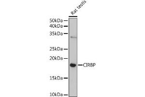 Western blot analysis of extracts of Rat testis, using CIRBP Rabbit pAb (ABIN6129747, ABIN6138627, ABIN6138629 and ABIN6221699) at 1:1000 dilution. (CIRBP 抗体  (AA 1-172))