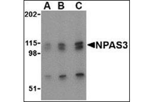 Western blot analysis of NPAS3 in SK-N-SH cell lysate with this product at (A) 0. (NPAS3 抗体  (N-Term))
