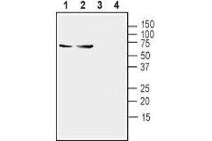 Western blot analysis of mouse (lanes 1 and 3) and rat (lanes 2 and 4) brain lysates: - 1,2.