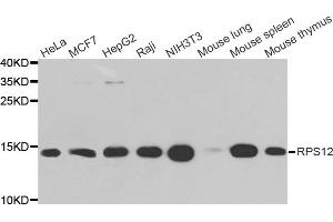 Western blot analysis of extracts of various cell lines, using RPS12 antibody (ABIN5973491) at 1/1000 dilution. (RPS12 抗体)