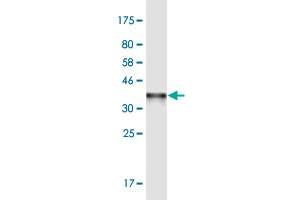 Western Blot detection against Immunogen (37. (SHMT2 抗体  (AA 401-503))