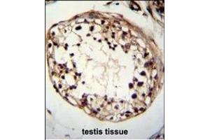 TSPYL6 Antibody (Center) (ABIN655239 and ABIN2844842) immunohistochemistry analysis in formalin fixed and paraffin embedded human testis tissue followed by peroxidase conjugation of the secondary antibody and DAB staining. (TSPY-Like 6 抗体  (AA 206-235))