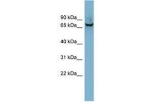 Image no. 1 for anti-Acetylcholinesterase (AChE) (AA 179-228) antibody (ABIN6741855) (Acetylcholinesterase 抗体  (AA 179-228))