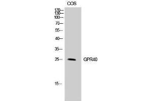 Western Blotting (WB) image for anti-Free Fatty Acid Receptor 1 (FFAR1) (Internal Region) antibody (ABIN3175381) (FFAR1 抗体  (Internal Region))
