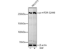 Western blot analysis of extracts of NIH/3T3 cells, using Phospho-mTOR-S2448 antibody (ABIN7268435) at 1:1000 dilution. (MTOR 抗体  (pSer2448))