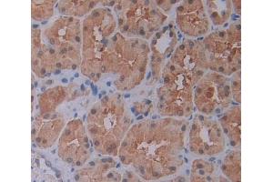 IHC-P analysis of Kidney tissue, with DAB staining. (BIP1 抗体  (C-Term))