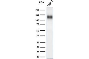 Western Blot Analysis of human THP-1 cell lysate using CD31-Monospecific Recombinant Rabbit Monoclonal Antibody (C31/1395R). (Recombinant CD31 抗体)