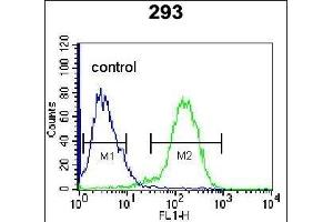 ENG Antibody (Center) (ABIN655186 and ABIN2844801) flow cytometric analysis of 293 cells (right histogram) compared to a negative control cell (left histogram). (Endoglin 抗体  (AA 265-294))