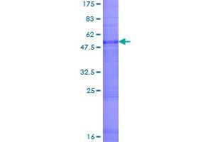 Claudin 16 Protein (CLDN16) (AA 1-305) (GST tag)