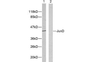 Western blot analysis of extracts from HeLa cells using JunD (epitope around residue 255) antibody (ABIN5976225). (JunD 抗体  (Ser255))