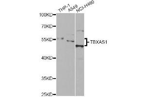 Western blot analysis of extracts of various cell lines, using TBXAS1 antibody. (TBXAS1 抗体)