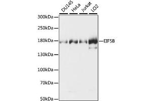 Western blot analysis of extracts of various cell lines, using EIF5B antibody (ABIN6291146). (EIF5B 抗体)