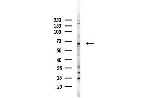 anti-Negative Regulator of Ubiquitin-Like Proteins 1 (NUB1) (C-Term) antibody