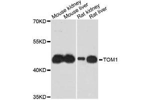 Western blot analysis of extracts of various cell lines, using TOM1 antibody (ABIN5996067) at 1:3000 dilution. (TOM1 抗体)