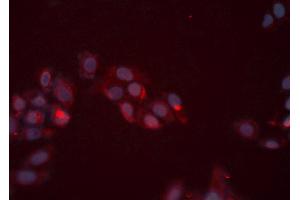 ABIN6276414 staining HeLa cells by ICC/IF. (ERBB3 抗体  (C-Term))