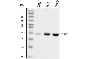 Western blot analysis of Histone H1.