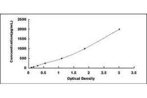 Typical standard curve (14-3-3 sigma/SFN ELISA 试剂盒)