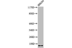 Western Blot analysis of 293 cells using Cleaved-Integrin α5 LC (E895) Polyclonal Antibody (ITGA5 抗体  (Cleaved-Glu895))