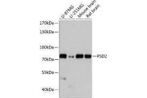 Western blot analysis of extracts of various cell lines, using PSD2 antibody (ABIN7269411) at 1:1000 dilution. (PSD2 抗体  (AA 1-190))