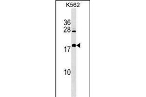 BEX4 Antibody (Center) (ABIN1538476 and ABIN2849466) western blot analysis in K562 cell line lysates (35 μg/lane). (BEX4 抗体  (AA 54-82))