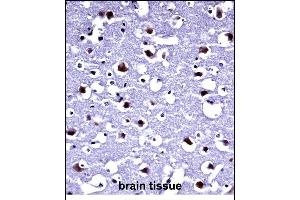 TARBP2 Antibody (N-term) (ABIN2846967)immunohistochemistry analysis in formalin fixed and paraffin embedded human brain tissue followed by peroxidase conjugation of the secondary antibody and DAB staining. (TARBP2 抗体  (N-Term))