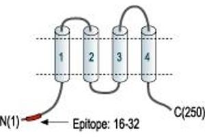 Representative domain view of the target of ABIN7236183. (ORAI Calcium Release-Activated Calcium Modulator 2 (ORAI2) Peptide)