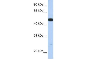 WB Suggested Anti-WDR1 Antibody Titration:  0. (WDR1 抗体  (C-Term))