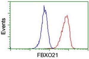 Image no. 5 for anti-F-Box Protein 21 (FBXO21) antibody (ABIN1498232) (FBXO21 抗体)