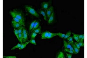 Immunofluorescence (IF) image for anti-Protein Kinase, CAMP Dependent, Catalytic, beta (PRKACB) (AA 2-53), (Catalytic Subunit beta) antibody (ABIN7146602)