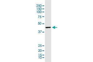 Western Blotting (WB) image for anti-Acetyl-CoA Acyltransferase 1 (ACAA1) (AA 217-315) antibody (ABIN513047)