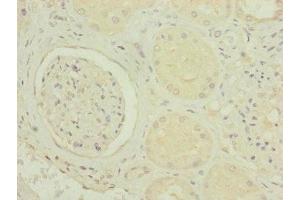 Immunohistochemistry of paraffin-embedded human kidney tissue using ABIN7142279 at dilution of 1:100 (MRPS6 抗体  (AA 1-125))