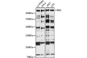 Western blot analysis of extracts of various cell lines, using RIF1 antibody (ABIN7269852) at 1:1000 dilution. (RIF1 抗体  (AA 2173-2472))