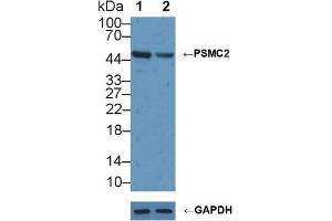 Knockout Varification: Lane 1: Wild-type U2OS cell lysate, Lane 2: PSMC2 knockout U2OS cell lysate, Predicted MW: 49kd Observed MW: 49kd Primary Ab: 2 μg/mL Rabbit Anti-Human PSMC2 Antibody Second Ab: 0.